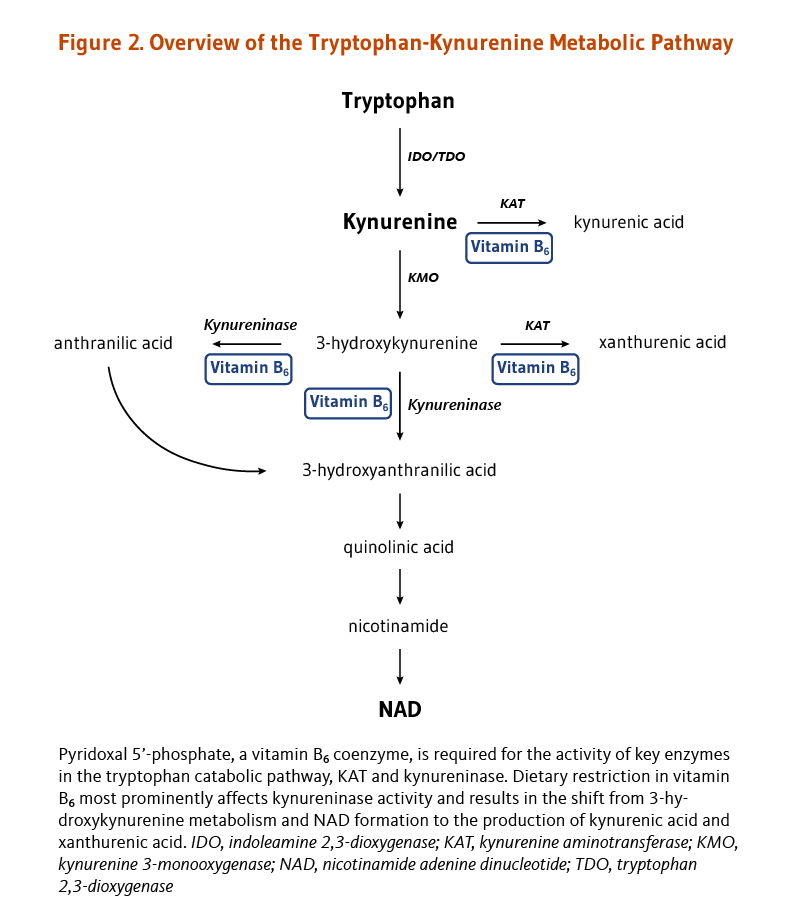 Figure 2. Overview of the Tryptophan-Kynurenine Metabolic Pathway. Pyridoxal 5'-phosphate, a vitamin B6 coenzyme, is required for the activity of several key enzymes in tryptophan catabolic pathway: KAT (kynurenine aminotransferase), KMO (kynurenine 3-monooxygenase), and kynureninase. As explained in the article text, tryptophan is metabolized to kynurenine, which is further metabolized with the vitamin B6-dependent enzymes, KAT or KMO. Through metabolism with KMO, 3-hydroxykynurenine is created, which can ultimately generate NAD. Dietary restriction of vitamin B6 most prominently affects kynureninase activity and results in the shift from 3-hydroxykynurenine metabolism and NAD formation to the production of kynurenic acid and xanthurenic acid. 