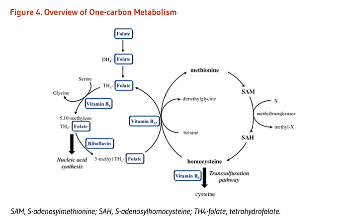 Figure 4. Overview of One-Carbon Metabolism. Methionine is an essential amino acid and precursor of S-adenosylmethionine (SAM), the universal methyl donor for most methylation reactions, including the methylation of DNA, RNA, proteins, and phospholipids. SAM is converted to S-adenosylhomocysteine (SAH) and then to homocysteine, which can be metabolized to cysteine via the vitamin-B6 dependent transsulfuration pathyway. Homocysteine can be converted to methionine with an enzyme that requires 5-methyl-tetrahydrfolate and vitamin B12.