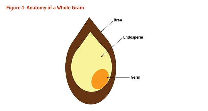 Figure 1. Anatomy of a Whole Grain, including bran, endosperm, and germ.