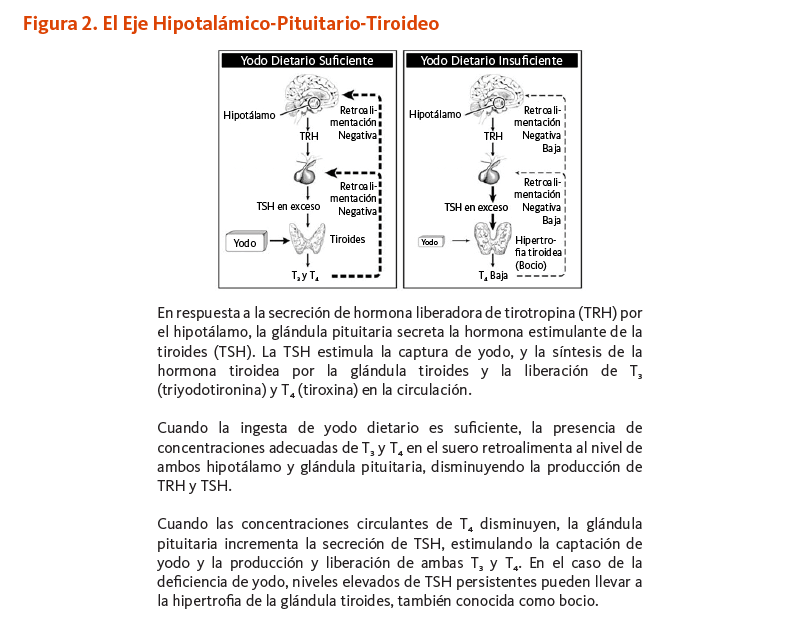 Figura 2. El Eje Hipotalámico-Pituitario-Tiroideo. En respuesta a la secreción de hormona liberadora de tirotropina (TRH) por el hipotálamo, la glándula pituitaria secreta la hormona estimulante de la tiroides (TSH). La TSH estimula la captura de yodo, y la síntesis de la hormona tiroidea por la glándula tiroides y la liberación de T3 (triyodotironina) y T4 (tiroxina) en la circulación. Cuando la ingesta de yodo dietario es suficiente, la presencia de concentraciones adecuadas de T3 y T4 en el suero retroalimenta al nivel de ambos hipotálamo y glándula pituitaria, disminuyendo la producción de TRH y TSH.  Cuando las concentraciones circulantes de T4 disminuyen, la glándula pituitaria incrementa la secreción de TSH, estimulando la captación de yodo y la producción y liberación de ambas T3 y T4. En el caso de la deficiencia de yodo, niveles elevados de TSH persistentes pueden llevar a la hipertrofia de la glándula tiroides, también conocida como bocio. 